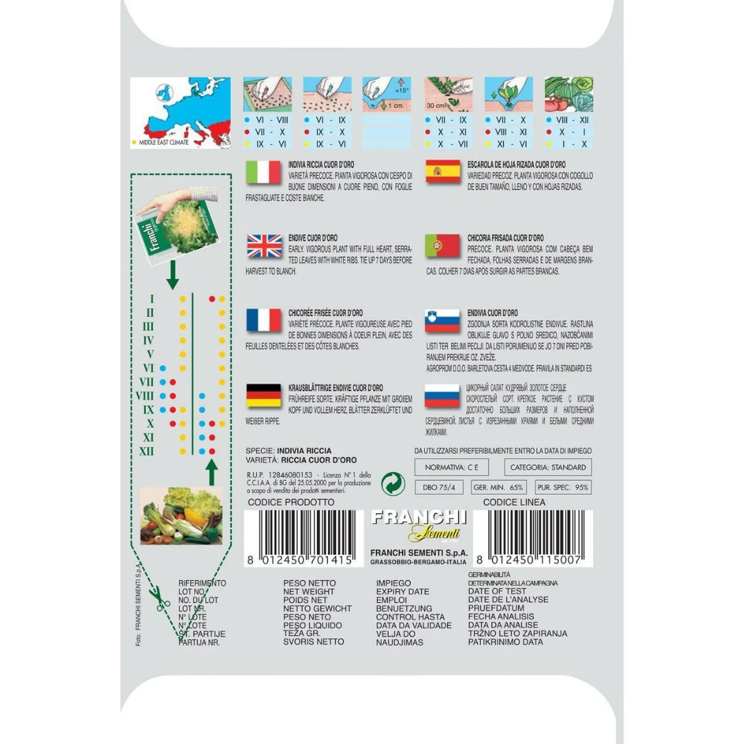 Franchi Sementi Endive Curley Cour D’oro Seeds Garden 4 Franchi Sementi Endive Curley Cour D’oro Seeds Garden